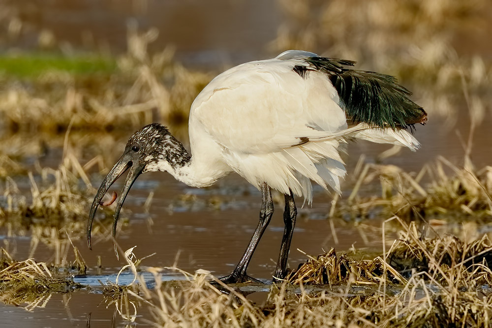 Ibis sacro